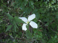 Clematis montana