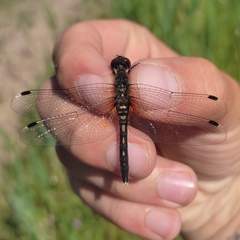 Leucorrhinia albifrons