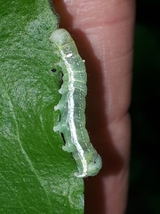 Lithophane antennata