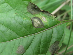 Phyllosticta physaleos