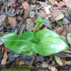 Malaxis brachyrrhynchos