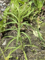 Achillea ptarmicoides