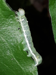 Lithophane antennata