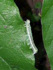 Lithophane antennata