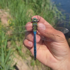 Anax imperator