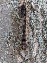 Entomophaga maimaiga