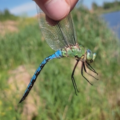Anax imperator