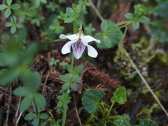 Viola senzanensis