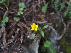 Ranunculus junipericola