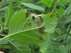 Phyllosticta physaleos