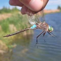 Anax parthenope