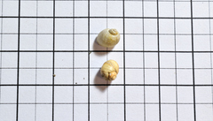 Lithoglyphus naticoides