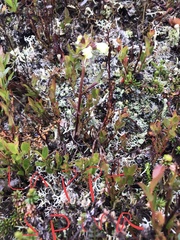 Pedicularis lapponica