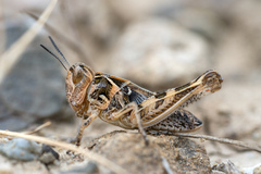 Dociostaurus maroccanus
