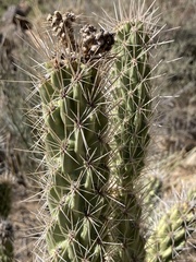 Cylindropuntia abyssi