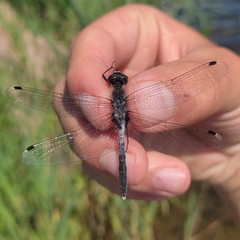 Leucorrhinia albifrons