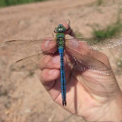 Anax imperator