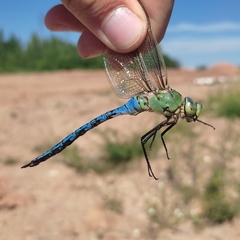 Anax imperator