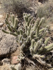 Cylindropuntia abyssi