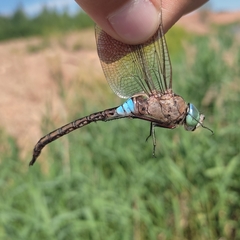 Anax parthenope