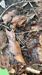 Lithobates palustris
