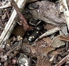 Tetragonoderus laevigatus