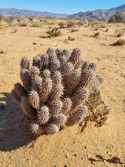 Ceropegia gordonii image