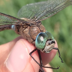 Anax parthenope