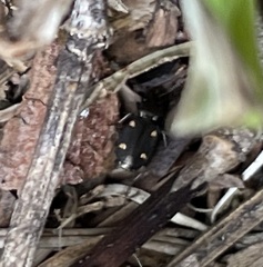 Tetragonoderus laevigatus