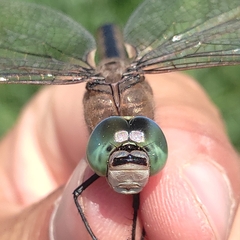 Anax parthenope