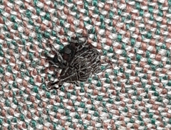 Mogulones geographicus