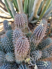 Ceropegia gordonii image