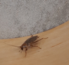 Ectobius vittiventris