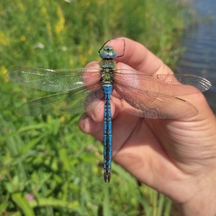 Anax imperator