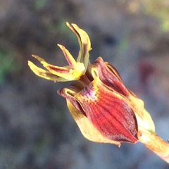Moraea inconspicua