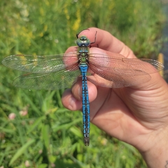 Anax imperator