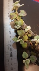 Helichrysum petiolare