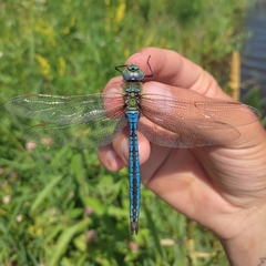 Anax imperator