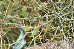 Capparis decidua