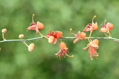 Capparis decidua