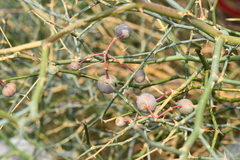 Capparis decidua