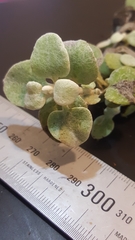 Helichrysum petiolare