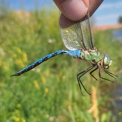Anax imperator