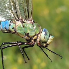 Anax imperator