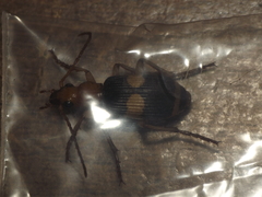 Pheropsophus lissoderus