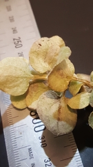 Helichrysum petiolare