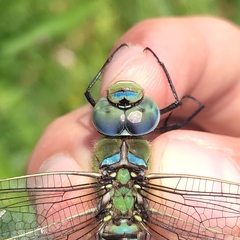Anax imperator