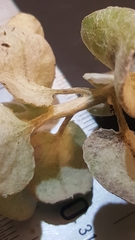 Helichrysum petiolare