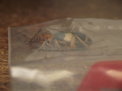 Pheropsophus lissoderus