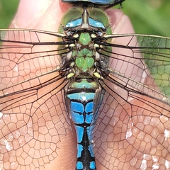 Anax imperator